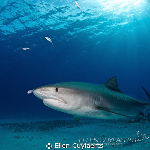 Tiger shark with shadow feeding little jacks by Ellen Cuylaerts 